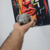 جوجه کاسکو پرورش داخل حلقه پا شاه تخم استثنایی|پرنده|تهران, هفت چنار|دیوار