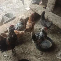 مرغوخروس گلین