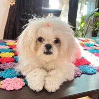 فروش سگ خانگی شیتزو عروسکی|سگ|فیروزآباد (فارس), |دیوار
