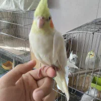 لوتینو دستی|پرنده|نجفآباد, امیرآباد|دیوار