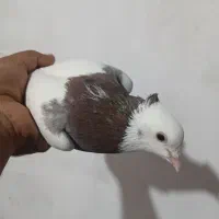 طوقی نر دو رنگ معاوضه با پلاکی