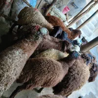 بره نره مهربان۲۵ عدد|حیوانات مزرعه|اسدآباد, |دیوار