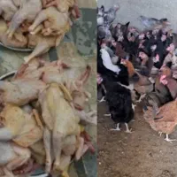 مرغ محلی پرکنده دونه270رب انارشیره220عدس130