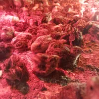 فروش بلدرچین ماده تخم گذار و جوجه بلدرچین ۲۰ روزه