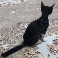 گربه|گربه|اردبیل, |دیوار