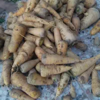 زردک|خوردنی و آشامیدنی|سبزوار, رباط|دیوار