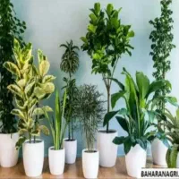 خدمات باغبانی هرس کاری گل کاری تمام نقاط تهران