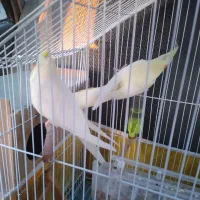 عروس هلندی لوتینو جفت|پرنده|گنبد کاووس, |دیوار