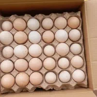فروش تخم مرغ محلی