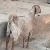 بزپاکستانی3و4قلوزا|حیوانات مزرعه|برخوار, |دیوار