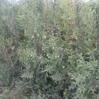 نهال فروشی مصباحی|گل و گیاه طبیعی|خسروشاه, |دیوار