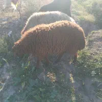 چند عدد گوسفند فروشی