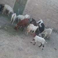 تعدادی بز نژاد دوقلو وسه قلو زا برای فروش|حیوانات مزرعه|فاریاب, |دیوار