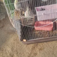 عروس هلندی نروماده بالغ دستی نیستن