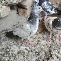 پرنده کبوتر|پرنده|ایرانشهر, |دیوار