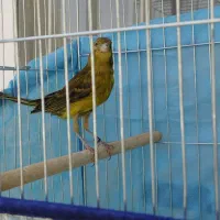 قناری یسر سبز چمنی و سفید آهویی
