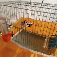 سهره جوجه قفس