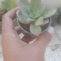 ساکولنت کلی جزئی|گل و گیاه طبیعی|گنبد کاووس, |دیوار