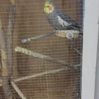 عروس هلندی ،کوتوله ،مرغ عشق،قفس بزرگ|پرنده|مشهد, تربیت (صدف)|دیوار