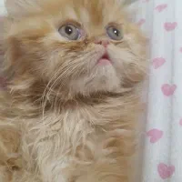 گربه بریتیش|گربه|تهران, گلستان (شهرک راه آهن)|دیوار