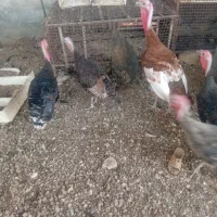 پرندگان|حیوانات مزرعه|دهدشت, |دیوار