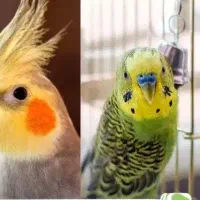 قفس پرنده