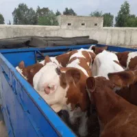 پرسودترین سیمنتالهای اصل ودرجه یک|حیوانات مزرعه|بندر ترکمن, |دیوار