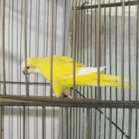 سلام راهب زرد