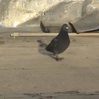 دو عدد کبوتر چاهی