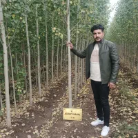 نهال صنوبر بهترین قیمت  تسویه بعد از تحویل|خدمات باغبانی و درختکاری|کاشان, فاز ۱ ناجی آباد|دیوار