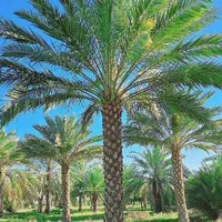 ارسال پالم ارسال نخل پروژه ای|خدمات باغبانی و درختکاری|یزد, |دیوار