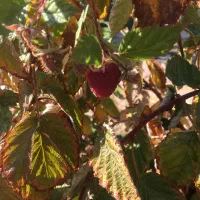 نهال رزبری و گوجه بری