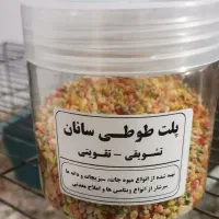 طوطی برزیلی جوان|پرنده|شاهرود, |دیوار