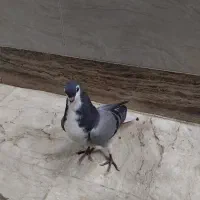 کبوتر