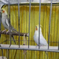 جفت عروس هلندی|پرنده|ری, شهید غیوری (ابن باویه)|دیوار