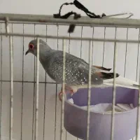 کبوتر الماسی نر