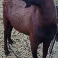 نری مورسیا|حیوانات مزرعه|یزدان شهر, |دیوار