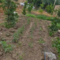 زمین مسکونی مزرعه کتول فرهنگ ۲۳ بهترین موقعیت