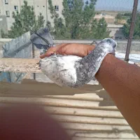 پنچ عدد کبوتر  گرفتنی قیمت پاین|پرنده|سمنان, |دیوار