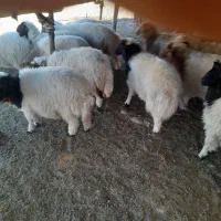 بره|حیوانات مزرعه|آبدانان, |دیوار