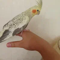 عروس هلندی|پرنده|قدس, شهرقدس|دیوار