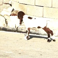 سه‌بزابستن‌وکهره‌دار|حیوانات مزرعه|شنبه و طسوج, |دیوار