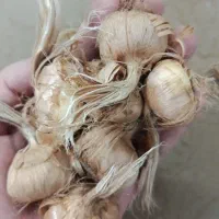 پیاز زعفران ثبت سفارش چهارشنبه۱مهر