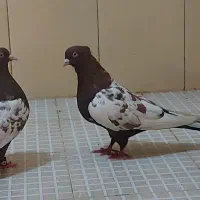 کبوتر