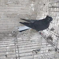 ماده زاغ دم سفید کاکلی