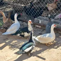 فروش مرغ و اردک