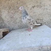 کبوتر سار هفت رنگ ماده