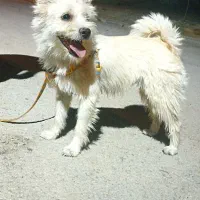 سگ خانگی فروشی
