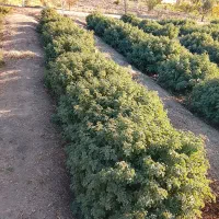 درختچه گل محمدی|گل و گیاه طبیعی|بادرود, |دیوار