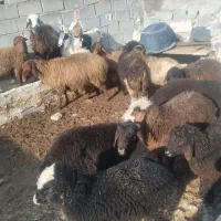 بره نرو ماده|حیوانات مزرعه|شیروان (خراسان), |دیوار